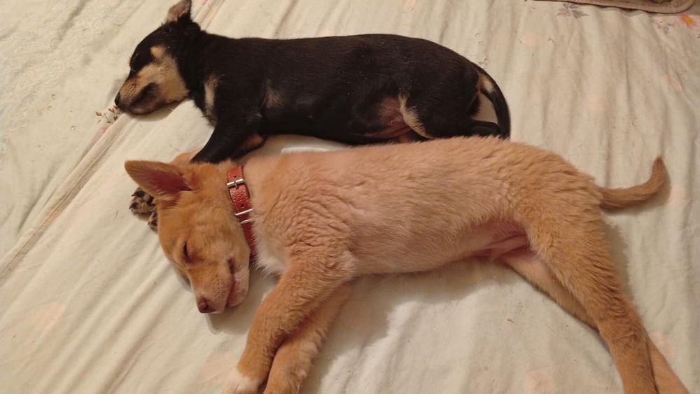 Отдам в добрые руки