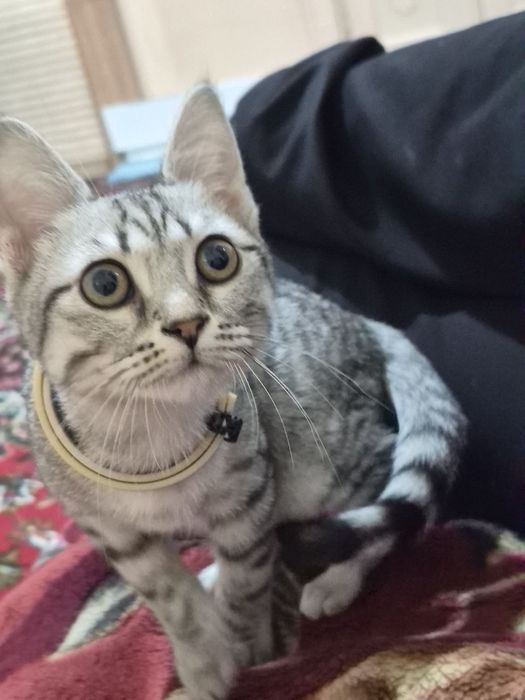 Britanskaya shinshilla sotladi