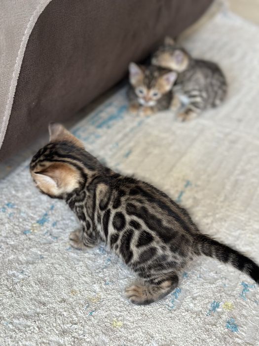 Бенгальские котята
