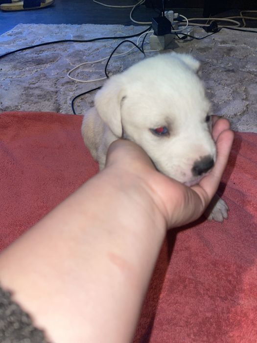 Donez caini corcitura amstaff cu husky