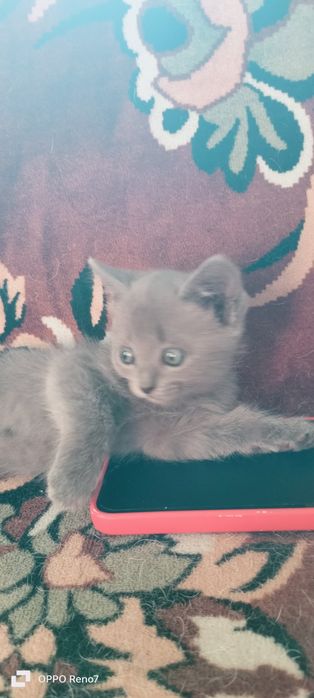Отдам котенка в добрые руки