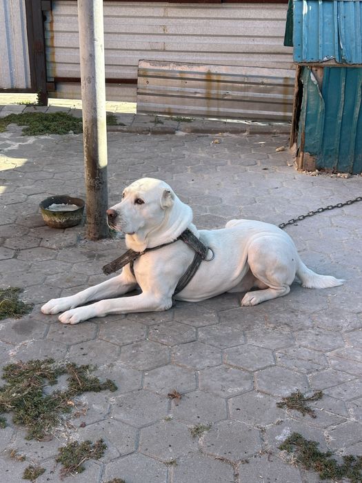Чистокровный алабай