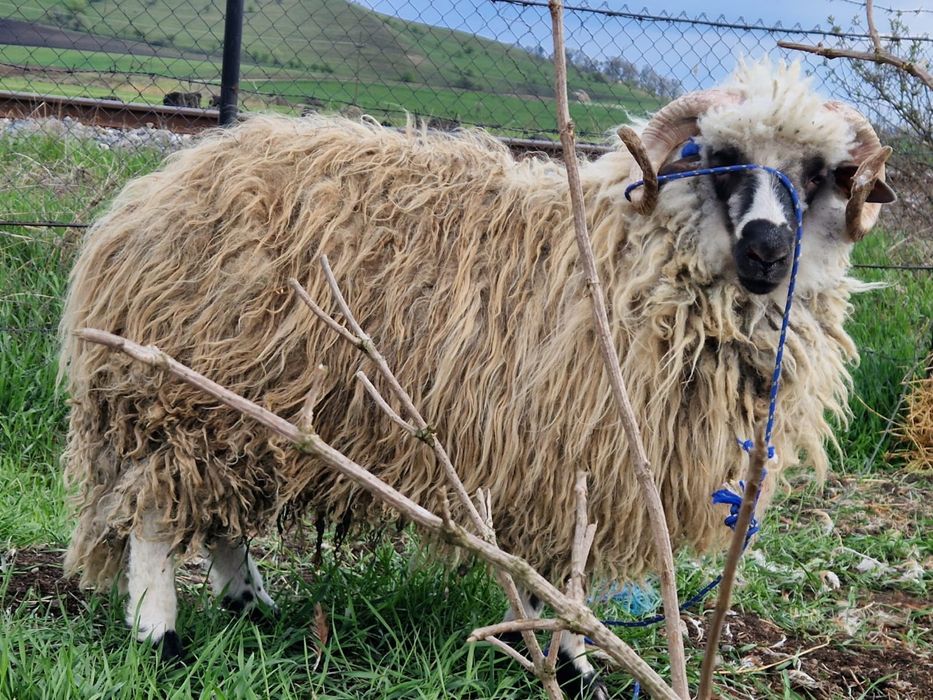 60 kg mior crecut cu cereale  pret 1200 lei