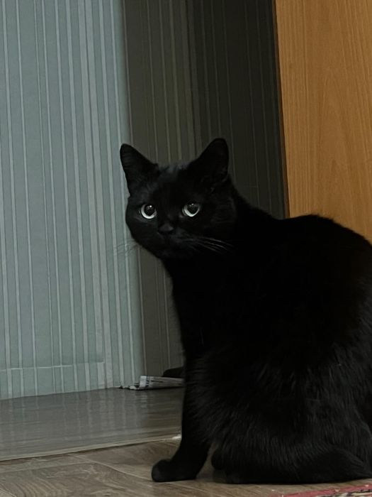 Отдам даром кота