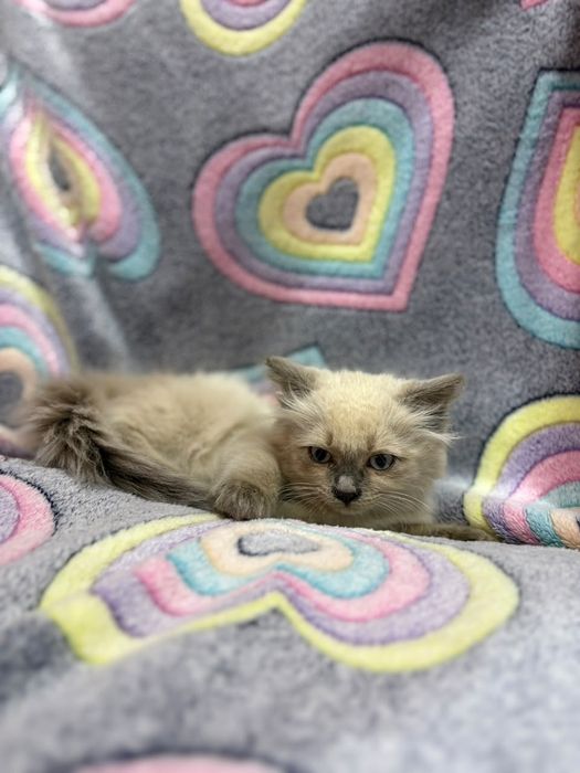 Котенок, сиамская, девочка