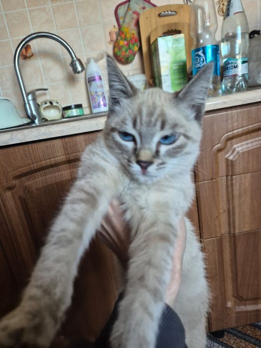 Отдам котенка в добрые руки