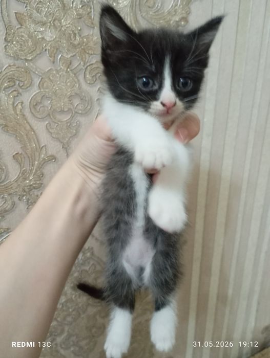 Отдадим котят в хорошие руки