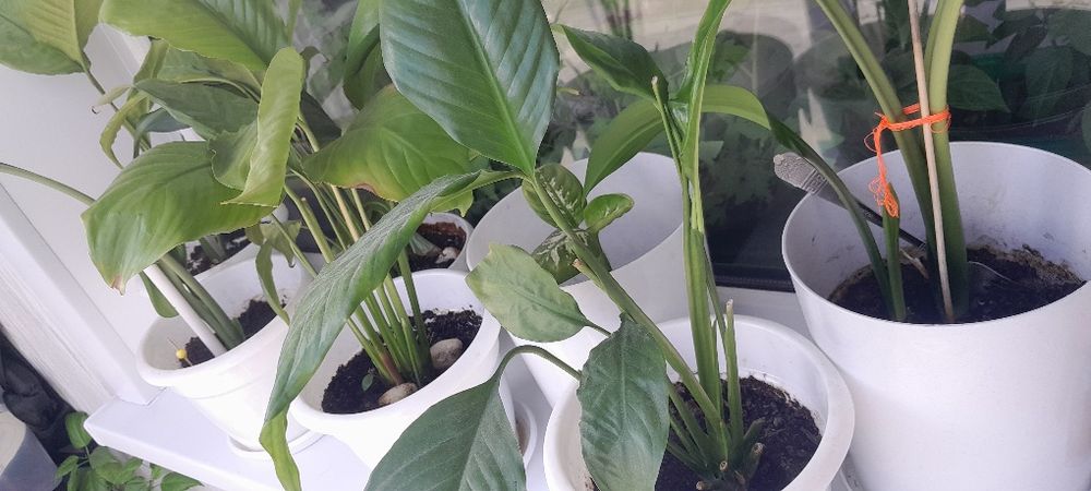 Продажа комнатных цветов