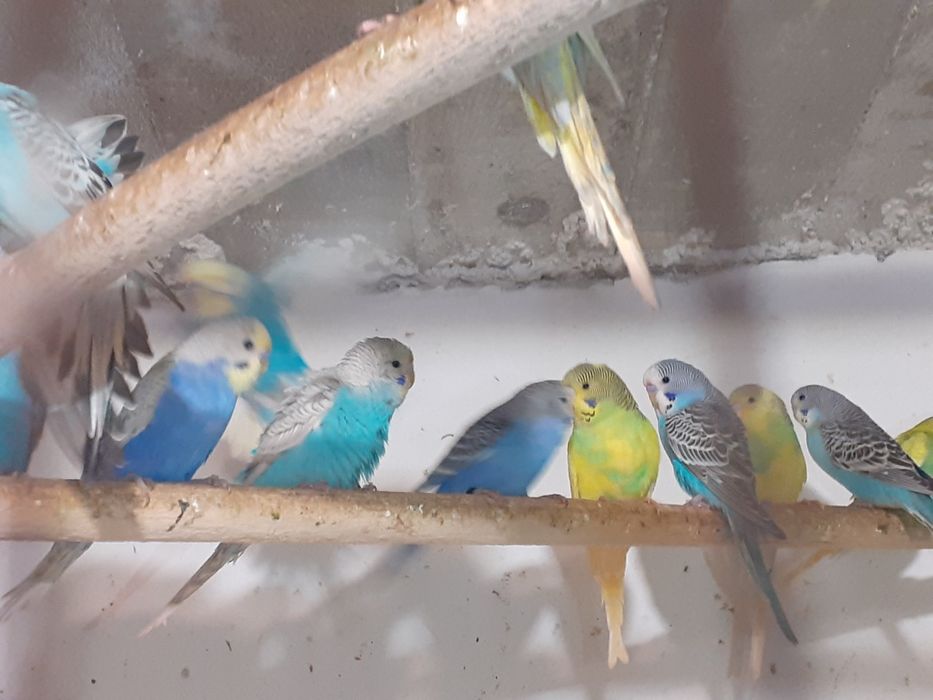 Crescator vand perusi reproducatori normali si standard