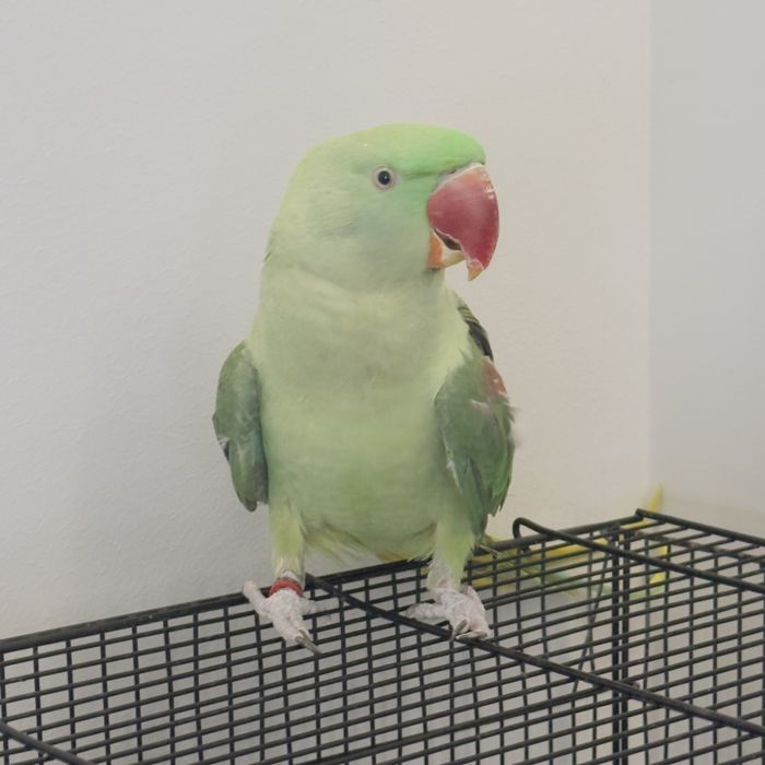 Papagal marele Alexandru