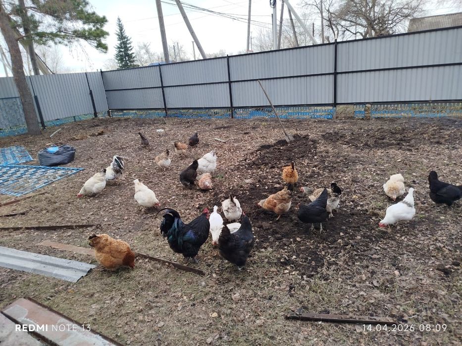 Продам домашние яйца