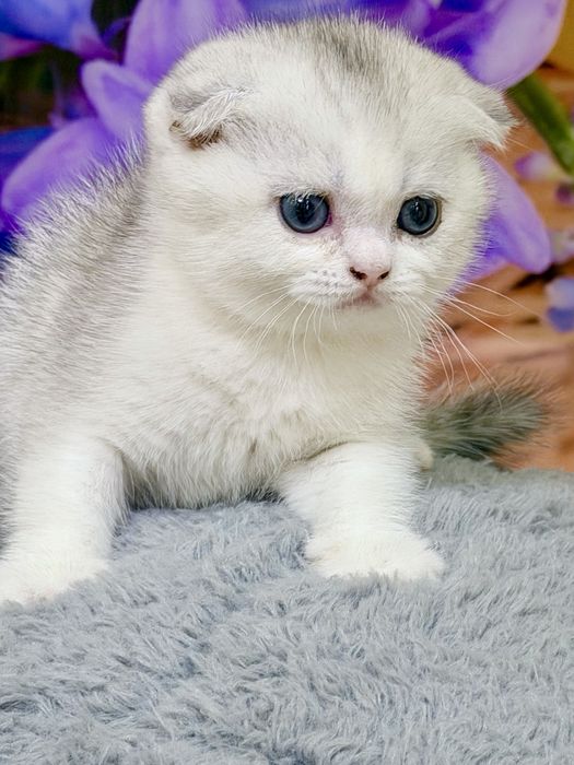 Шотланский Скоттиш Фолд! Шиншилла Серебро!