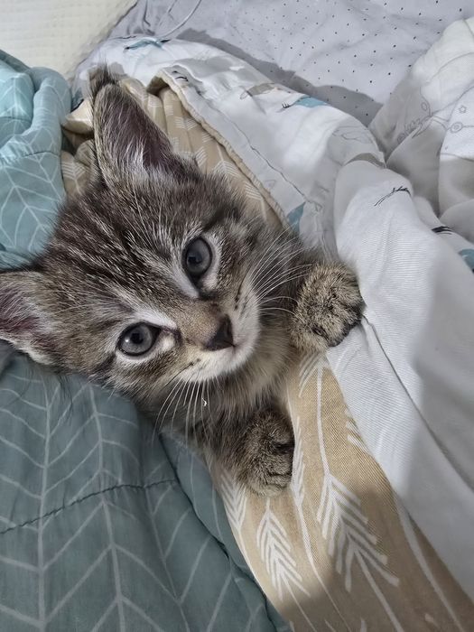 Отдам котёнка в добрые руки
