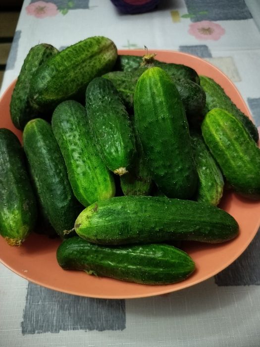 Продаю дачные огурцы 1кг - 800тг