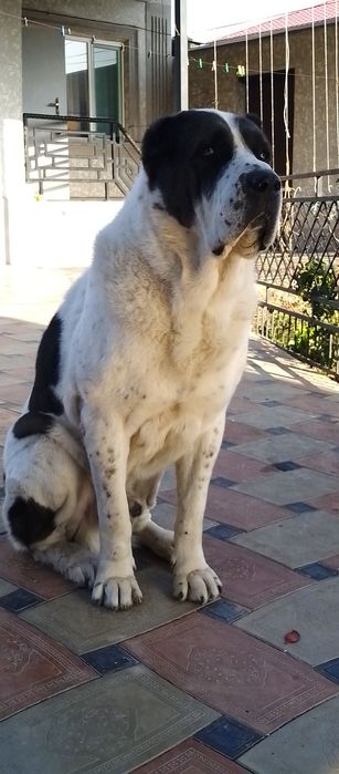 Вязка САО алабай(тобет)