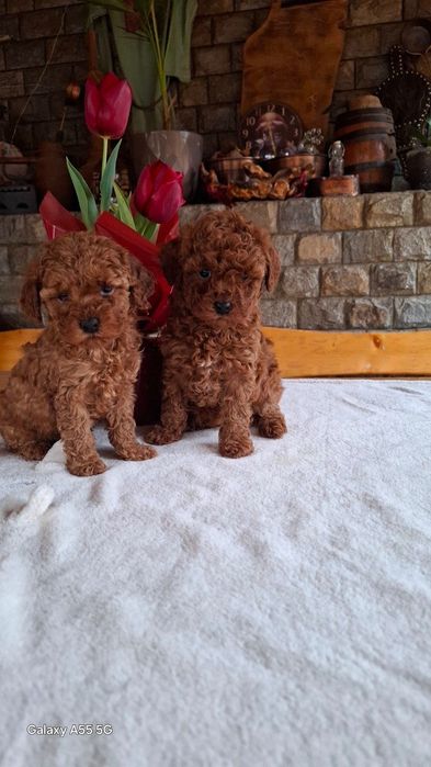 Той пудел Toy poodle