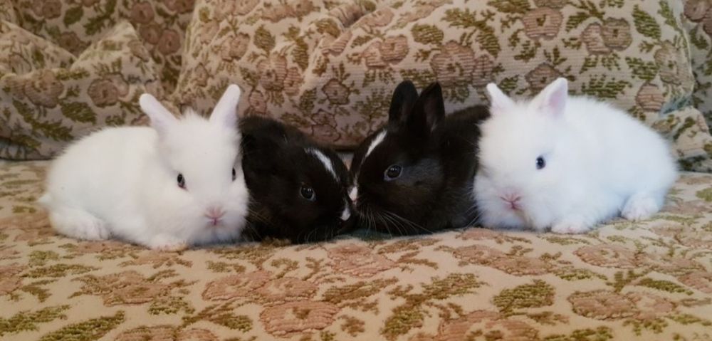 Iepurasi de companie cap de leu pitic