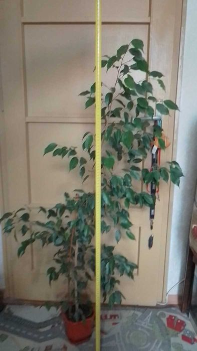 Дифенбахия - Дифенбахия