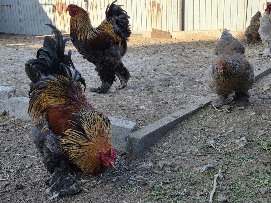 Инкубационные яйца