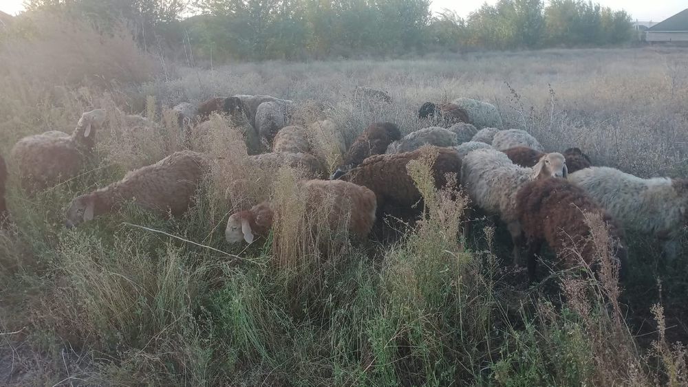 Семіз қой сатылады