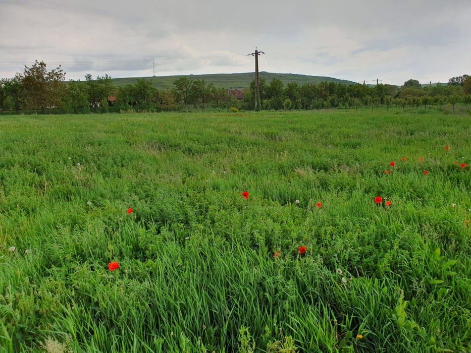 Teren intravilan Rascruci