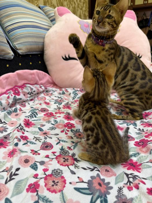 bengal ogil qiz 1 oylik