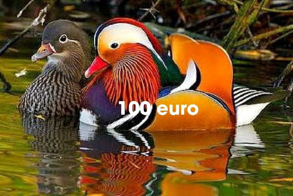 Vând rațe Mandarine