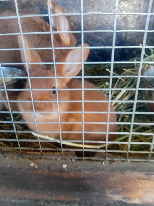 Налични зайци различни породи