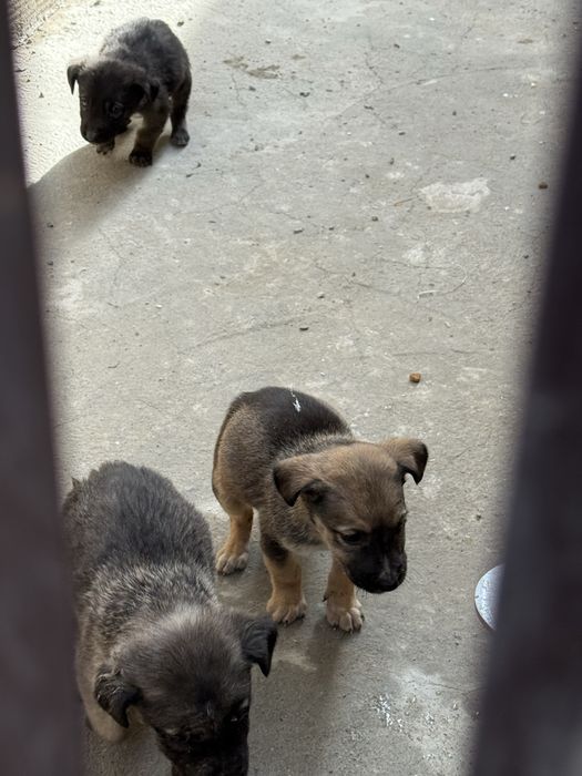 Щенки дворняжки 5 шт