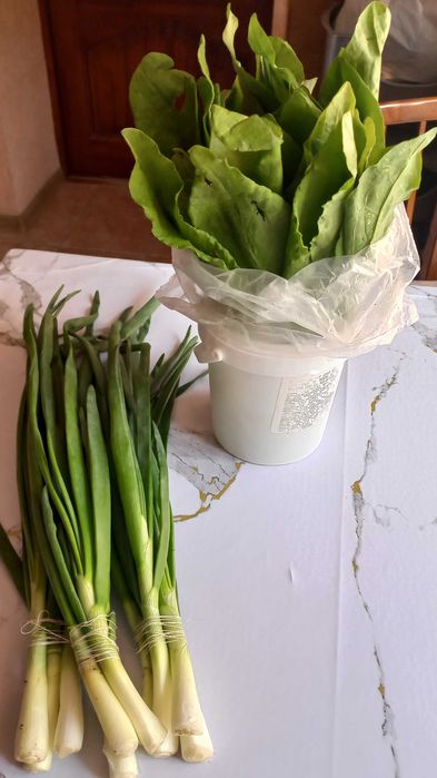 Продам лук зеленый и щавель пучками