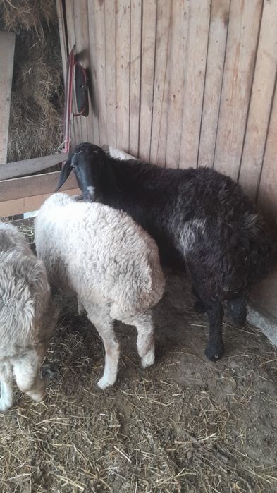 Berbec Caracul Negru