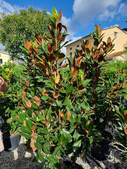 Tuia (tuja) smarald leylandi magnoli prunus  livram in toata tara