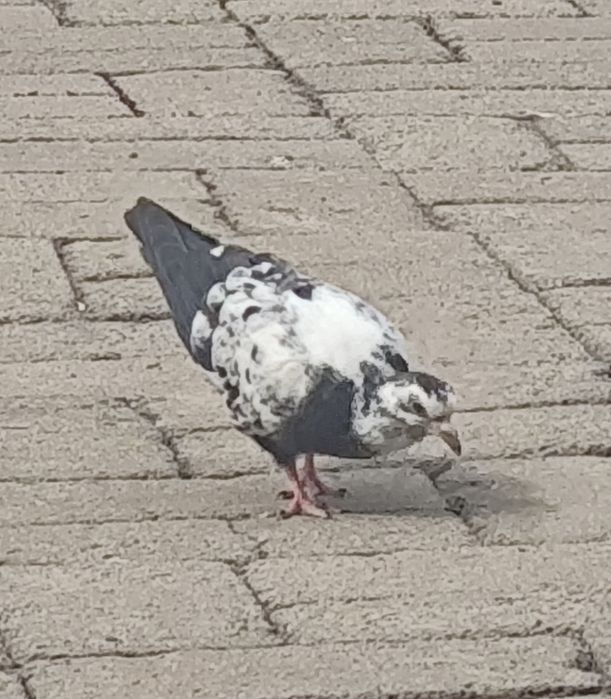Голубь соч молодой.