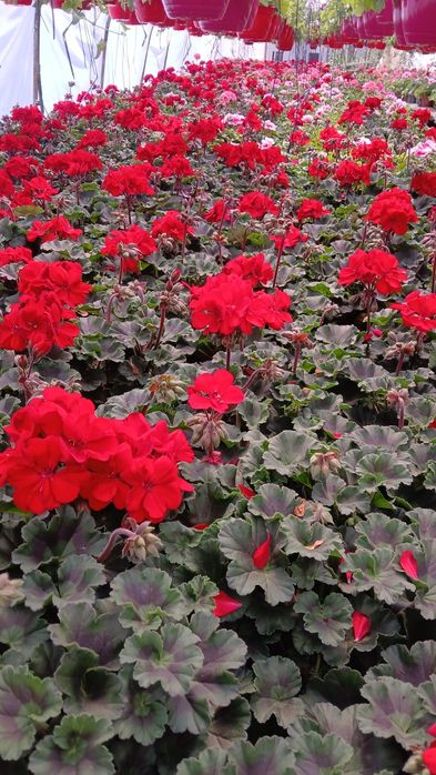 Flori Muscate,Dalia ,Begonia