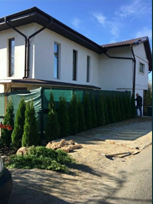 Leylandii chipaross tuia