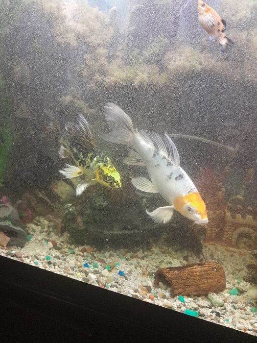 Продам  карпов кои