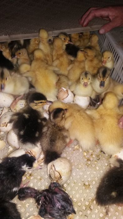 Inkubator xizmati tovuq kurka sesarka õrdak bedana kurk