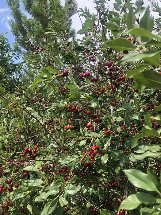 Продается дача в Актасе