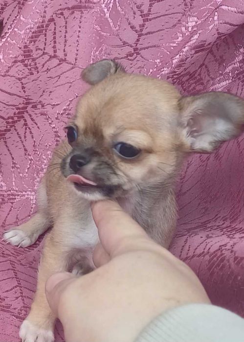 Чихуахуа   щенок