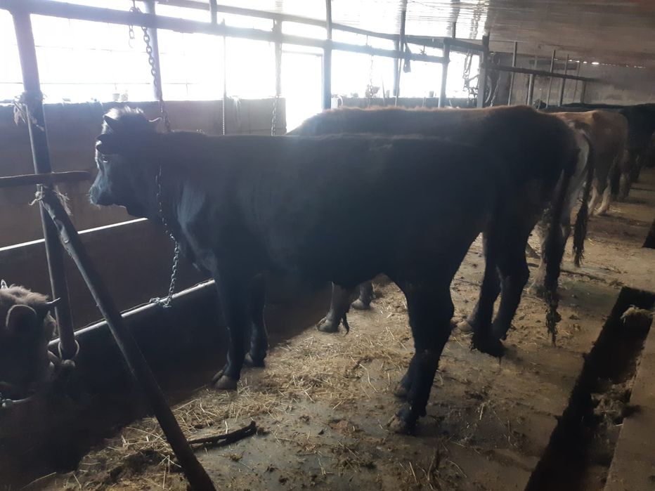 Домашний Бычок  1,2