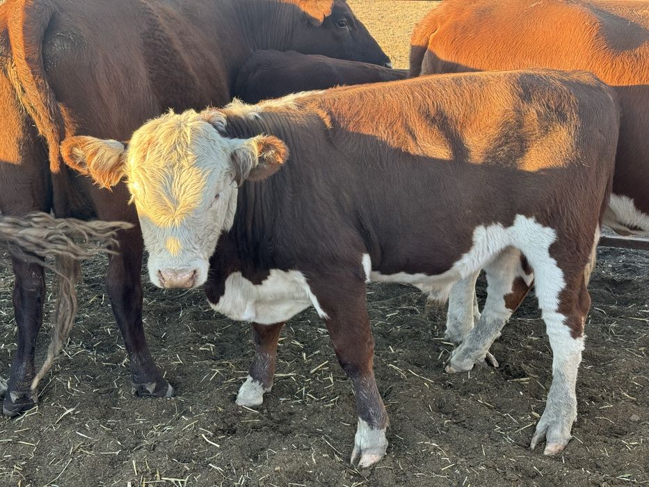 Продам подсос бычков