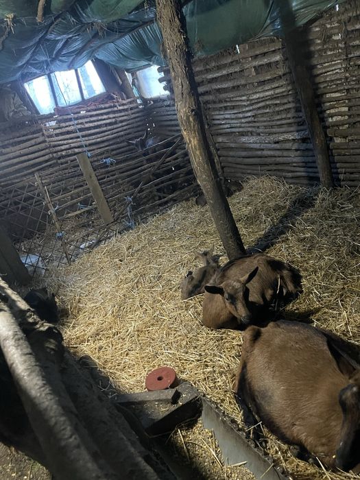 Vand 5 capre alpine francerze cu iezi langa ele