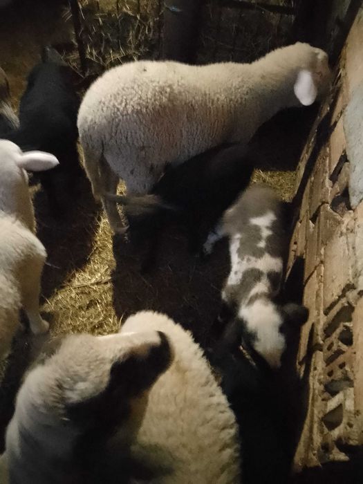 Агнета Долни чифлик варненско 6€ живо тегло и трупно 12€