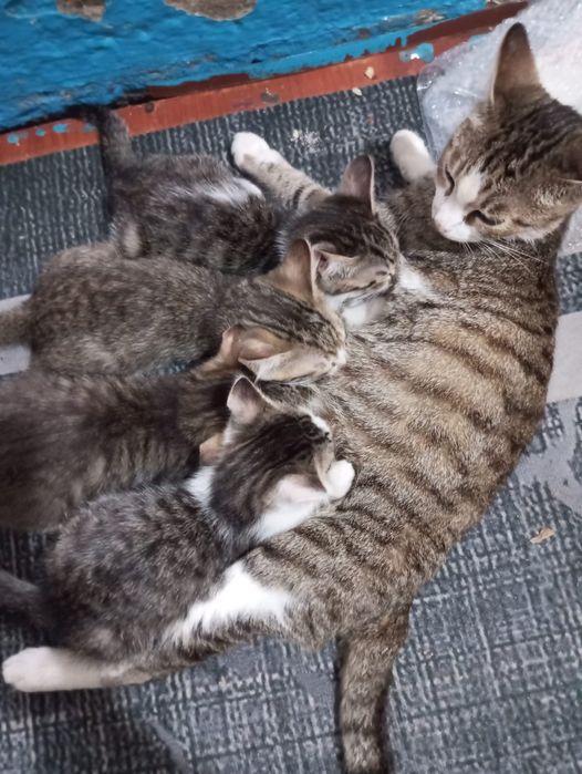 Бесплатно отдам котят
