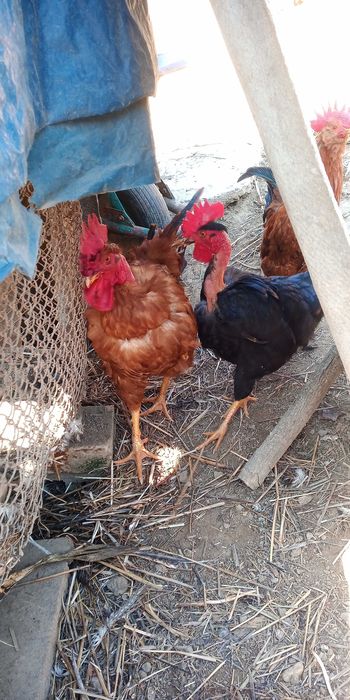 Vand cocos gat golas de transilvanya