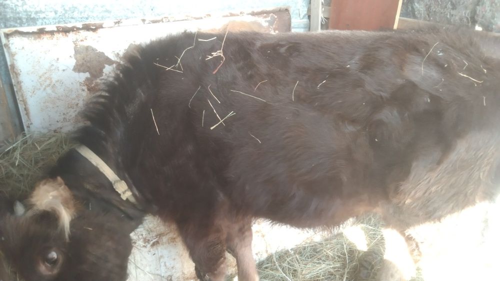 Бычок 11есяцев  бычок