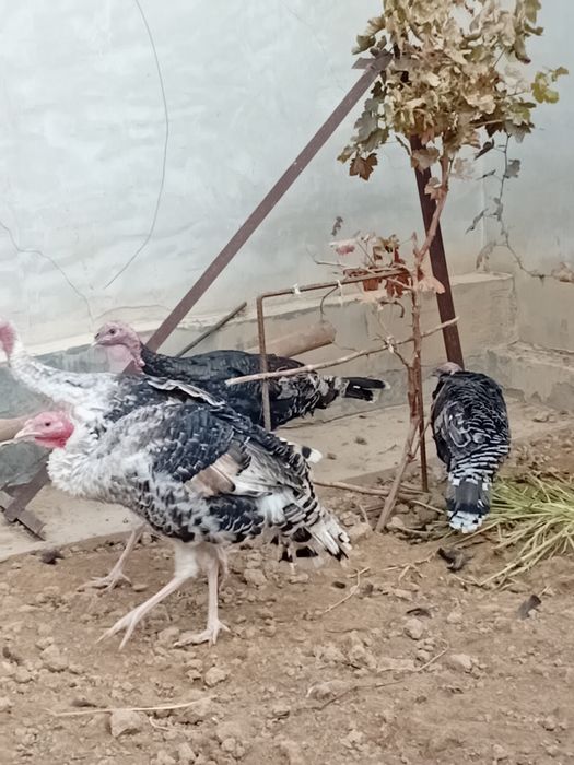 Курка юш хорозлари