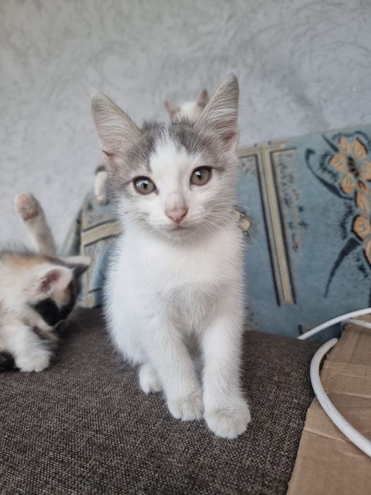 Котята в хорошие руки