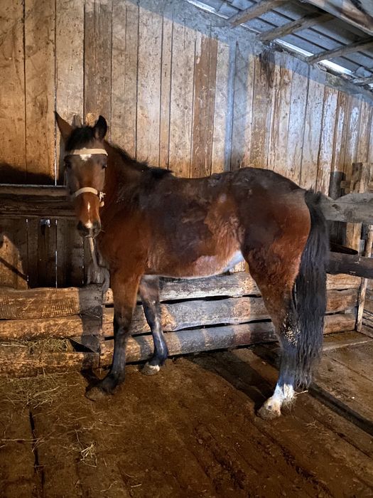 Продам кобылку на согым