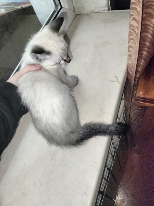 Отдаем котят в добрые руки